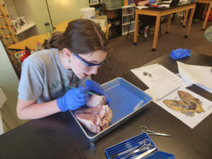 a St. Michael Lutheran middle school student in the classroom, dissecting an animal organ as part of a science lesson.